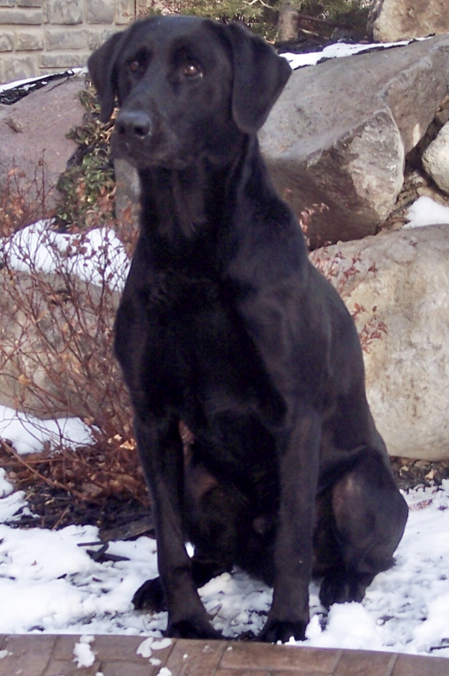 FC AFC Fen Wizzard | BLK Labrador Retriver