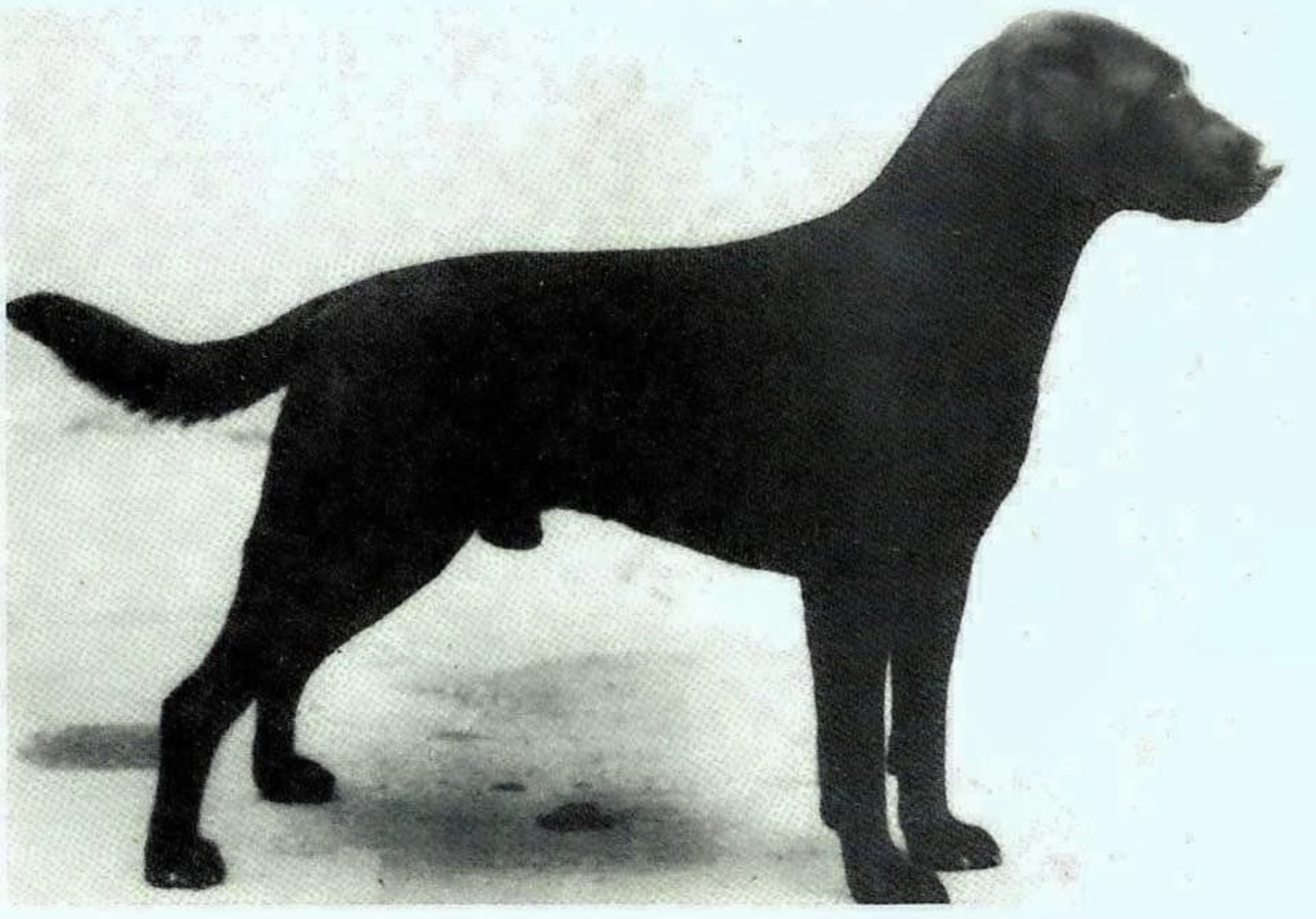 CH.  Dark Star Of Franklin | BLK Labrador Retriver