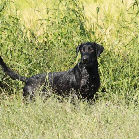 HRCH Cody's Blackjack Gambler | BLK Labrador Retriver