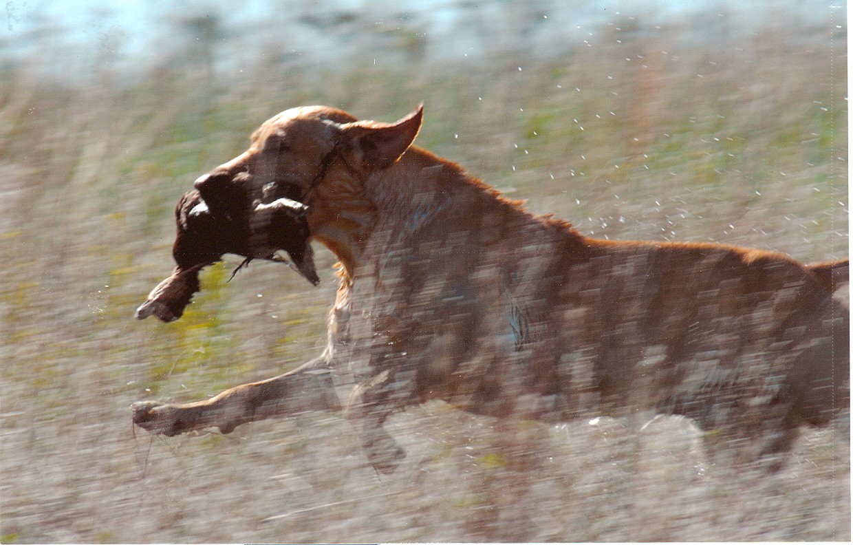 GRHRCH UH DuckDawgs Eba Roll The Dice | YLW Labrador Retriver