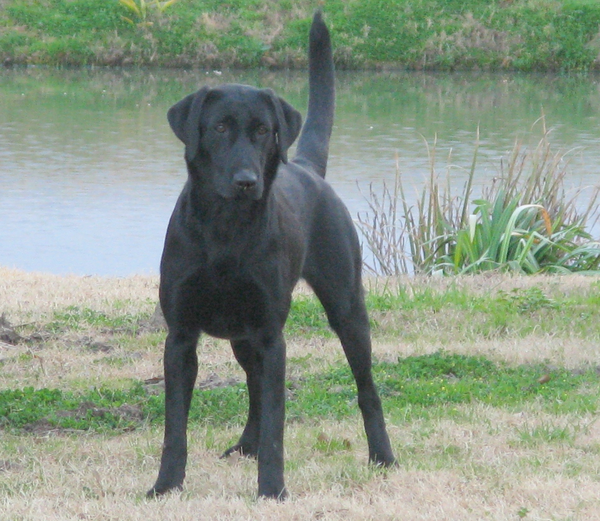 HRCH Meg's Stormy Pursuit | BLK Labrador Retriver