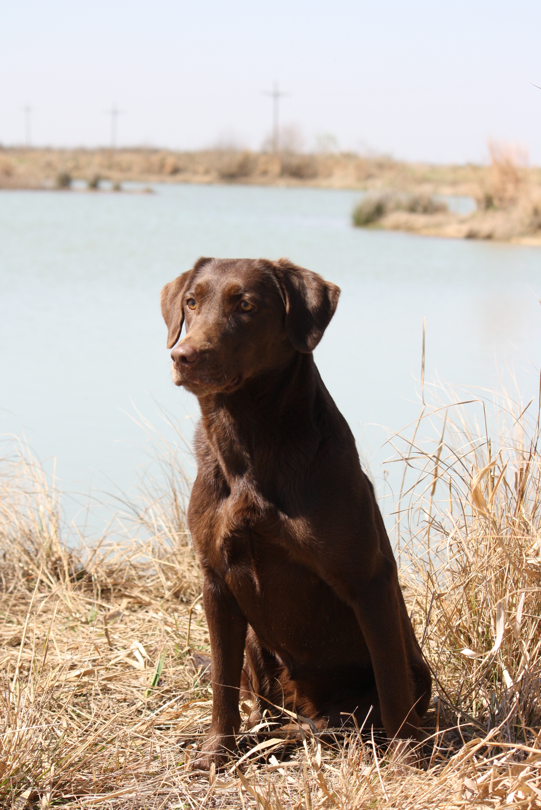 HRCH Robert's Cash On The Line | CHOC Labrador Retriver