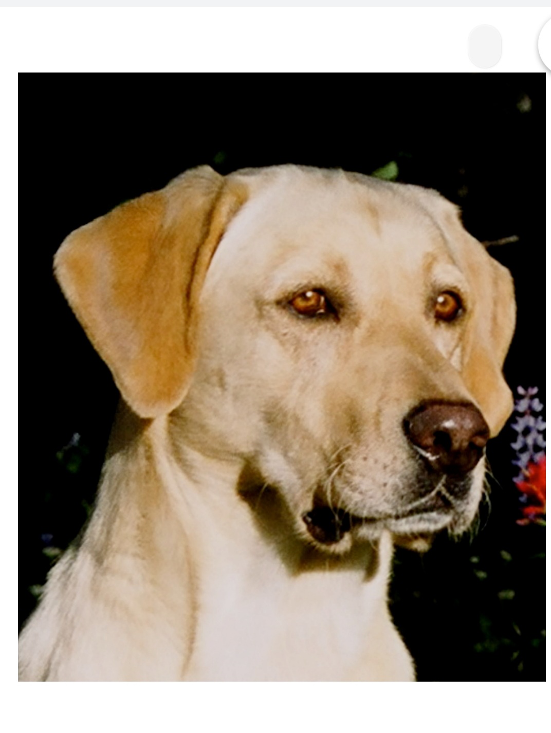 FC AFC Suncrest Wild Oats | YLW Labrador Retriver