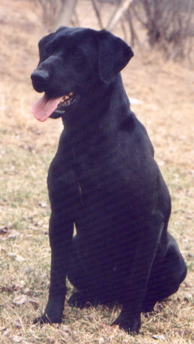 Hillview's High Voltage JH | BLK Labrador Retriver