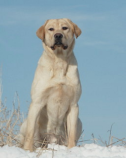 INT CH High Voltage Pirates Gold SH | YLW Labrador Retriver