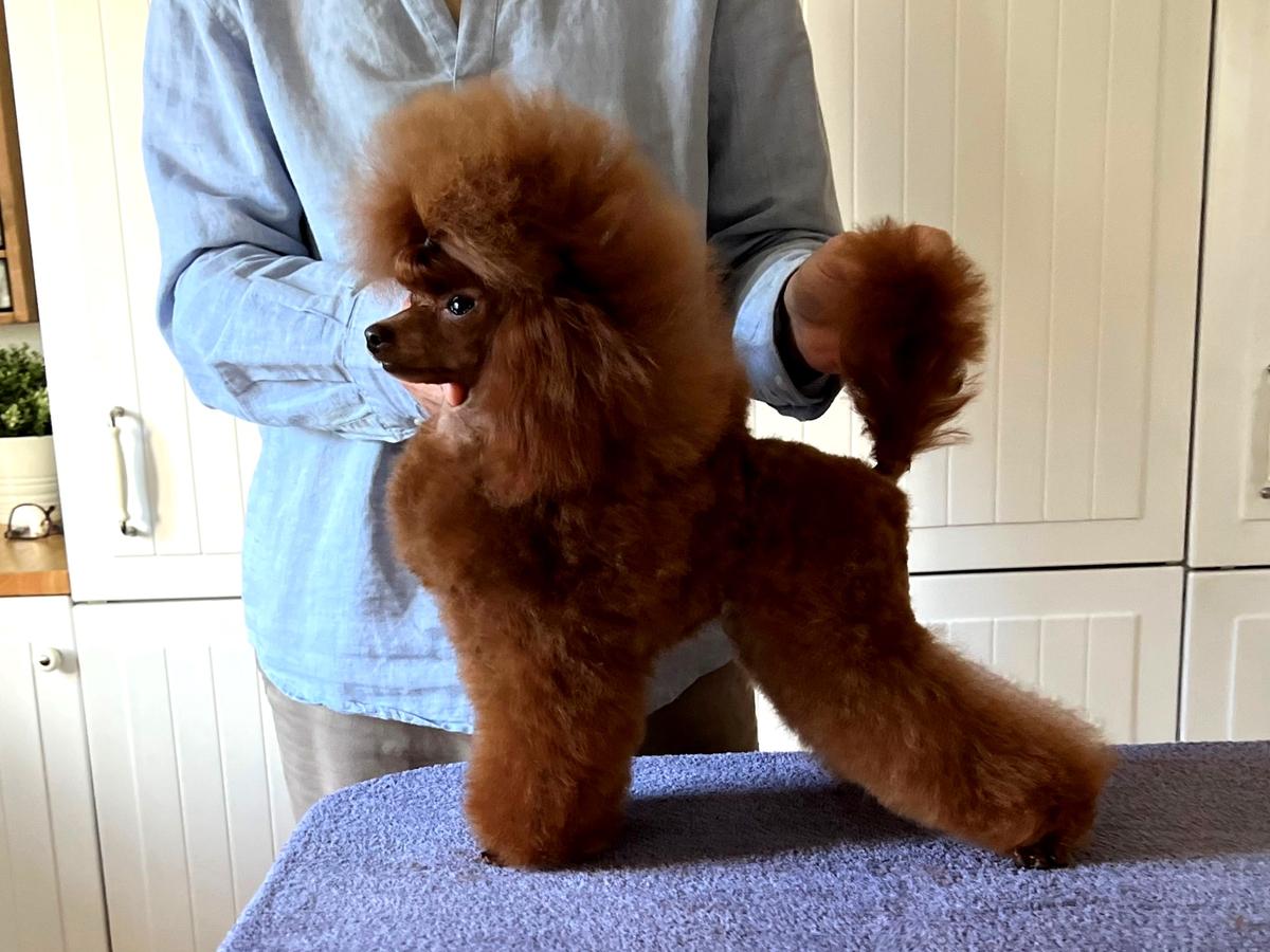 Kram de Alderrabel Amapola | Poodle 