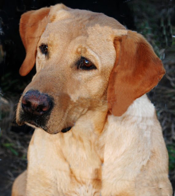 High Voltage Made Of Magic | YLW Labrador Retriver