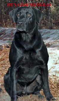 CNAFC CFC FC AFC He's Czar Nicholas | BLK Labrador Retriver