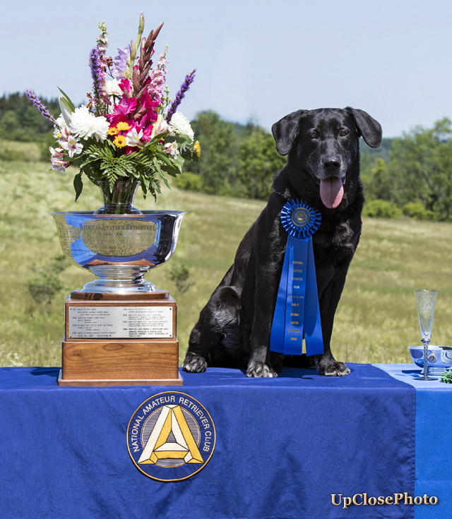 '16 NAFC FC AFC Coolwater's Hawkeye Legend | BLK Labrador Retriver