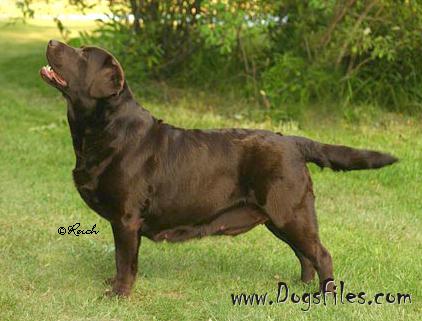 Banner's Apple Butter | CHOC Labrador Retriver