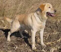 CH  Sabre The Moment | YLW Labrador Retriver