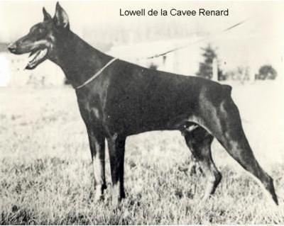Lowell de la Cavee Renard | Black Doberman Pinscher