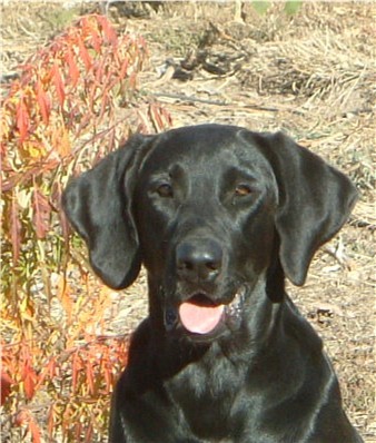 HRCH Ebonstarz Dot The Sky JH | BLK Labrador Retriver