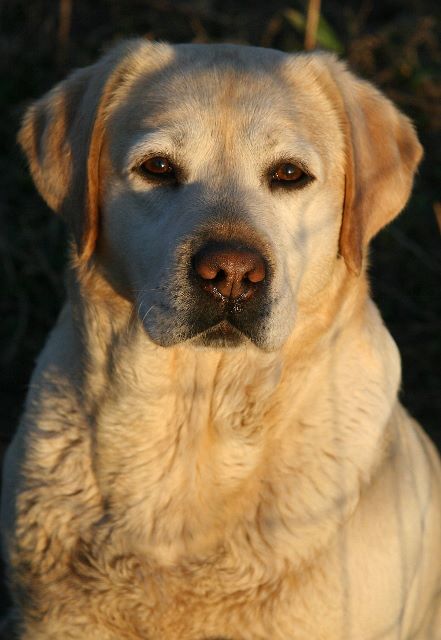 Belle's Image Of Tradition | YLW Labrador Retriver