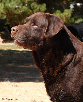 INT/AmCH Belgairn Tom Jones | CHOC Labrador Retriver