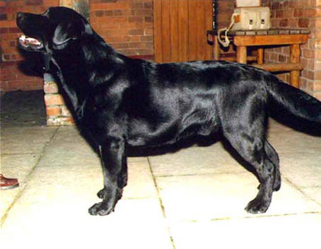 ENG CH  Cambremer Tom Cobbley Of Charway | BLK Labrador Retriver