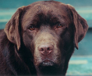 CH Belgairn Peekaboo JH | CHOC Labrador Retriver