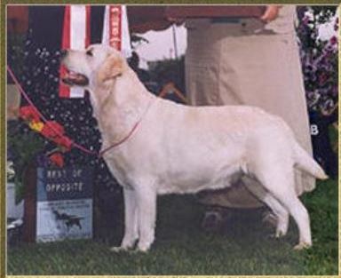 CH Allegheny's Crystal JH | YLW Labrador Retriver