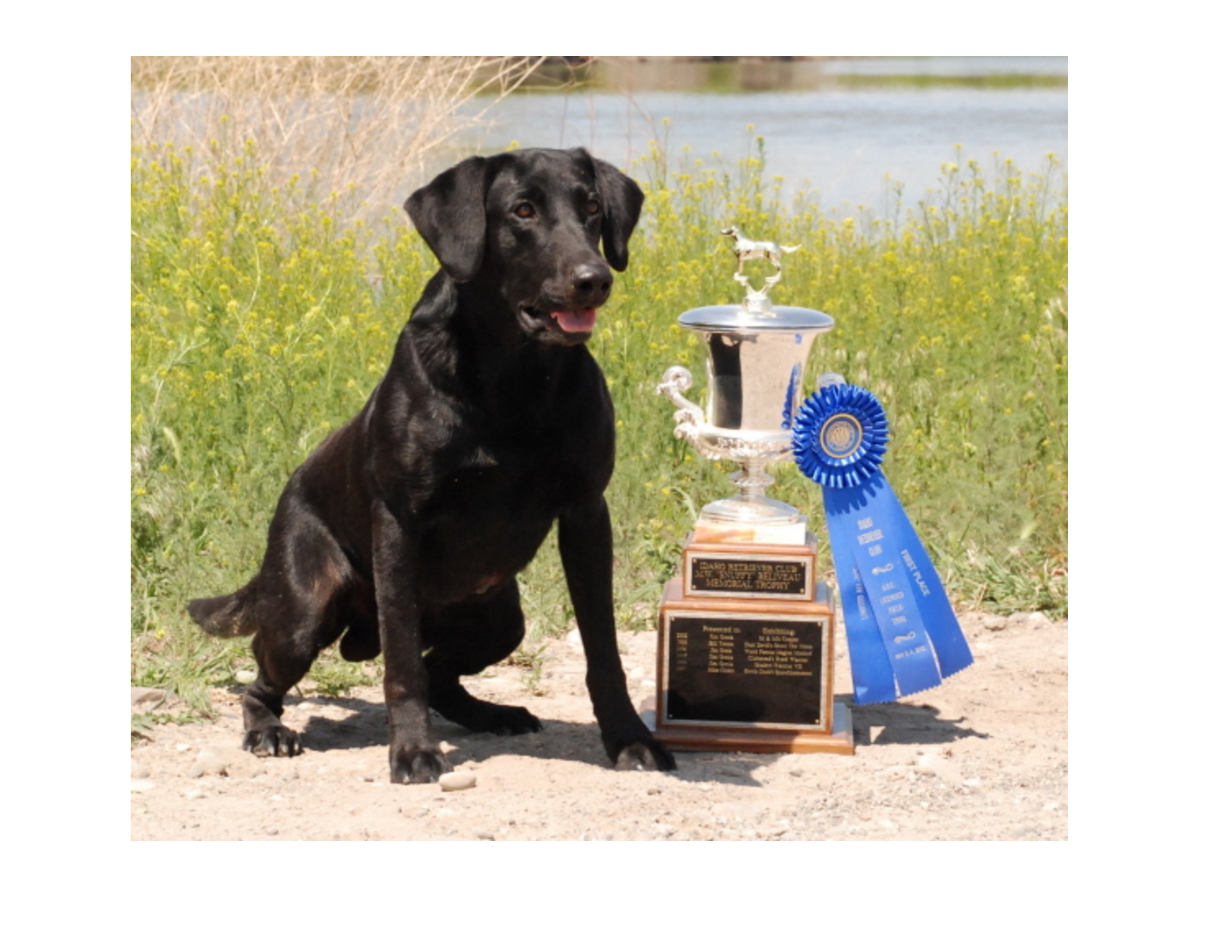 FC Justin Time Mr. Moto | BLK Labrador Retriver