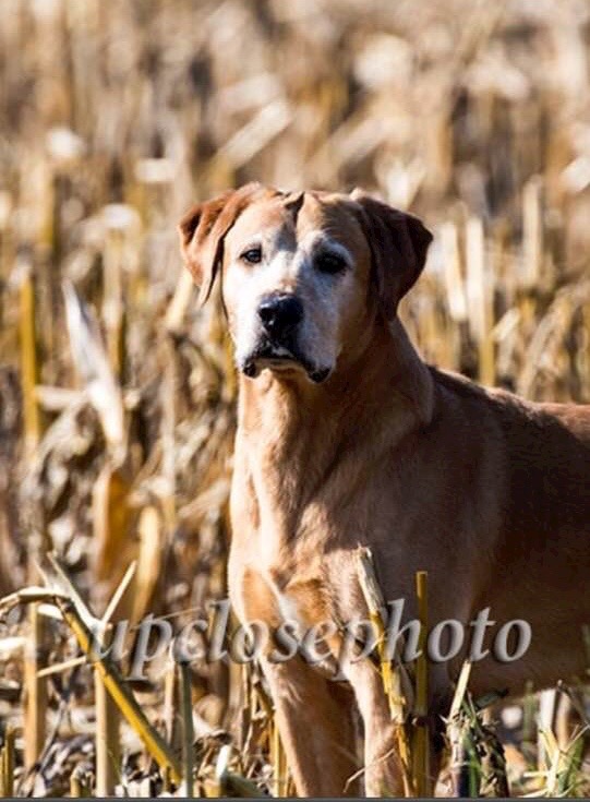 GRHRCH(4) UH Hammertime Over A Delta Sunrise HOF QAA MH21*** | YLW Labrador Retriver