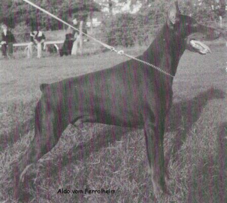 Aldo v. Ferrolheim | Brown Doberman Pinscher