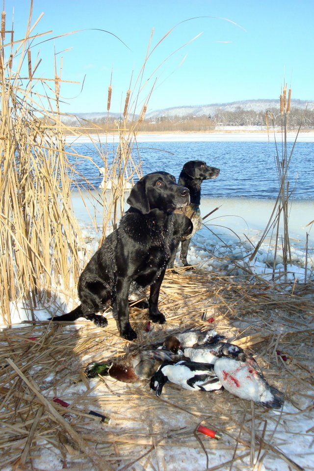 '10 NAFC FC AFC Fourleaf’s Ice Breaker | BLK Labrador Retriver