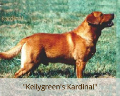 Kellygreens Kardinal | YLW Labrador Retriver