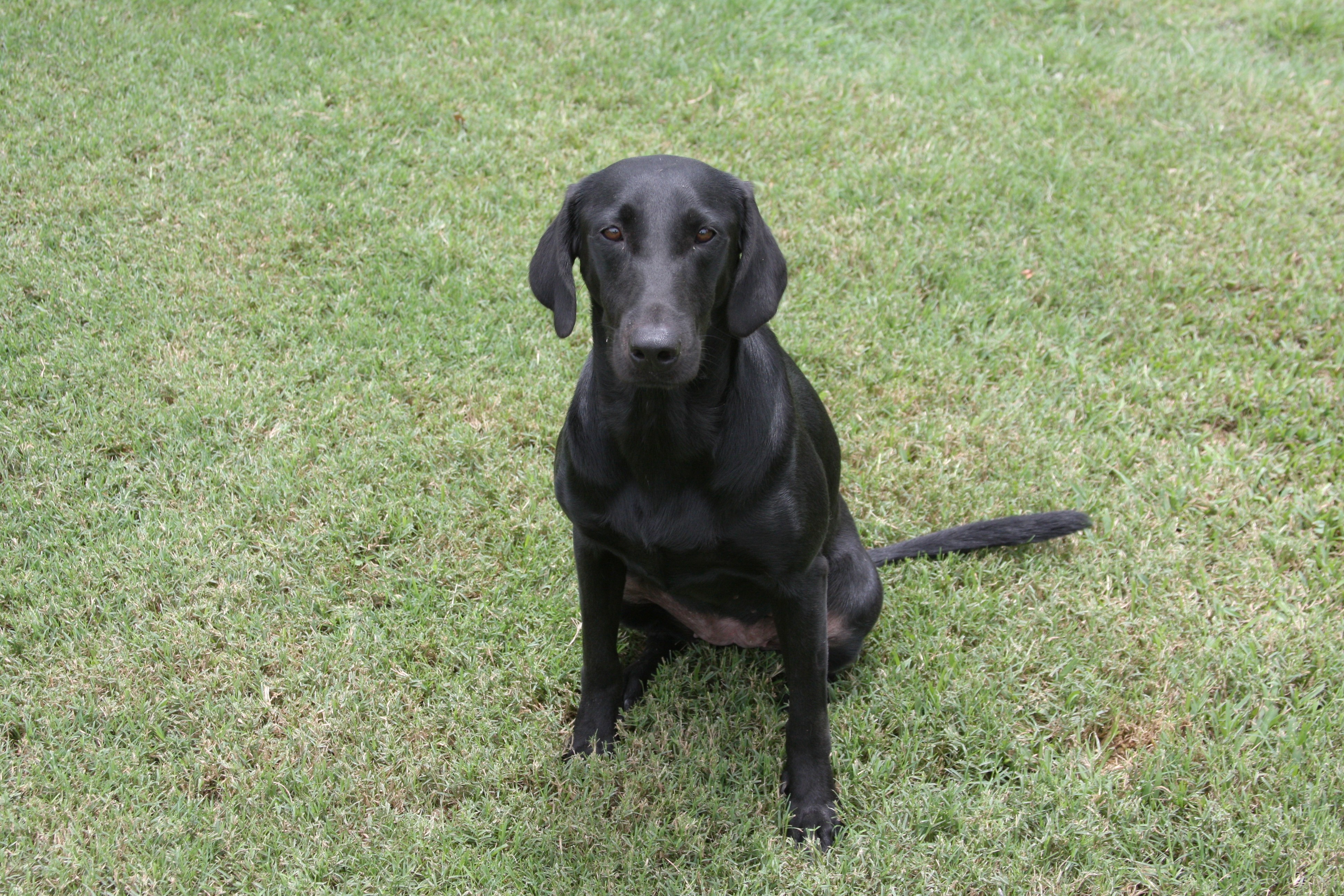 HRCH Briarmarsh's E Z Does It | BLK Labrador Retriver