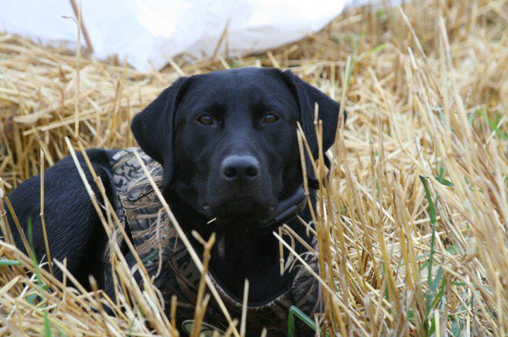 GRHRCH UH Hunters Marsh King Elijah MNH QAA | BLK Labrador Retriver