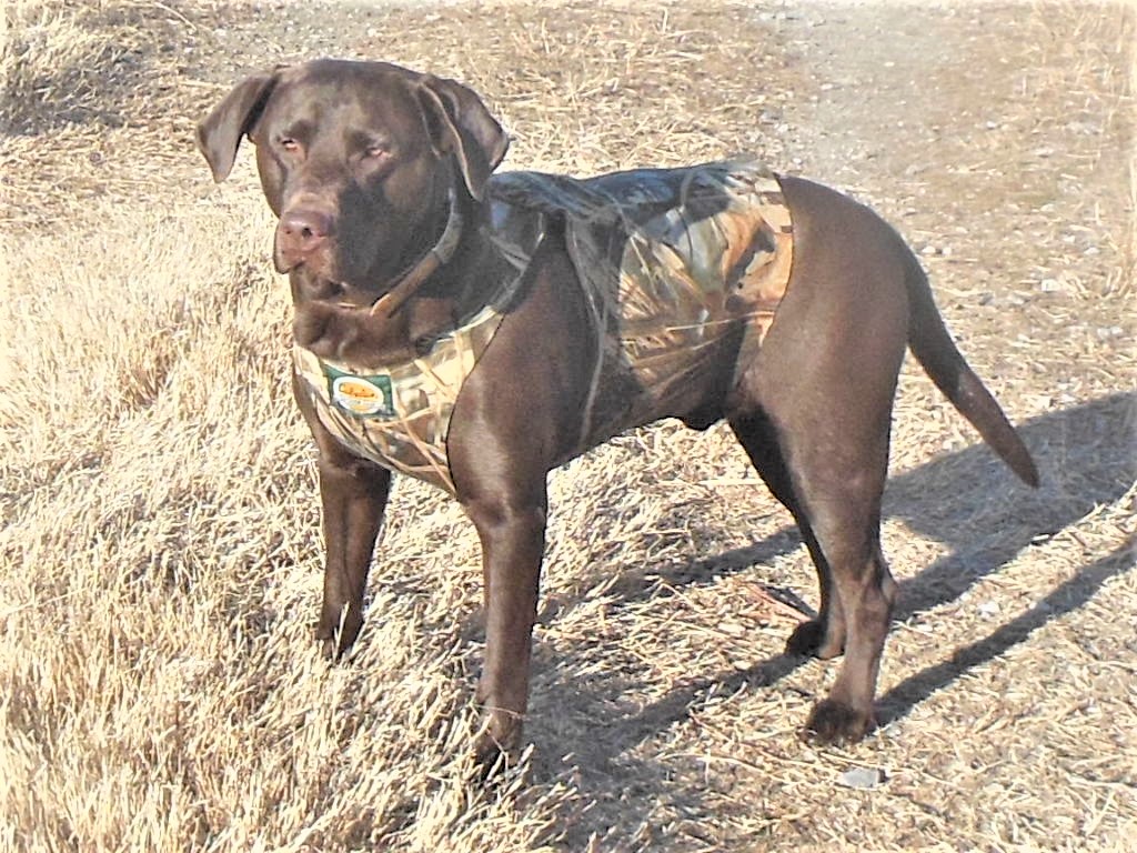 WyngMaster Dakota Thunder Roux | CHOC Labrador Retriver