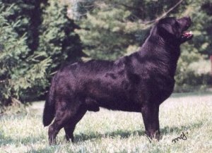 ENG CH Keysun Krispin Of Blondella | BLK Labrador Retriver