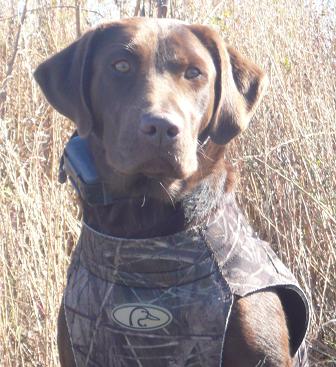 Working Class Zoe Of Zanzibar MH, QAA | CHOC Labrador Retriver