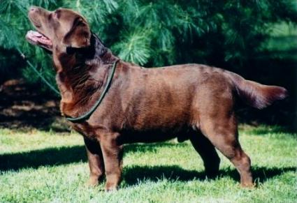 Epochs Edward Of Bonaventure | CHOC Labrador Retriver