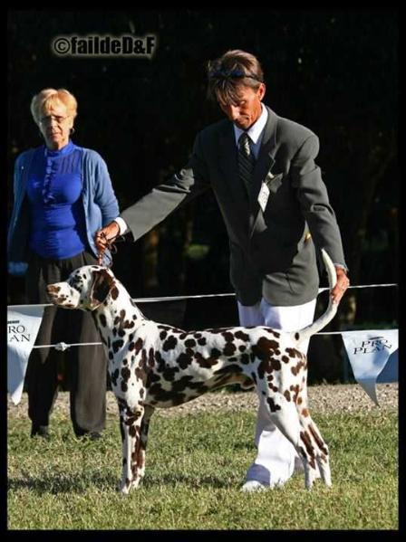 Yurek Vom Gramzower Kloster | Dalmatian 