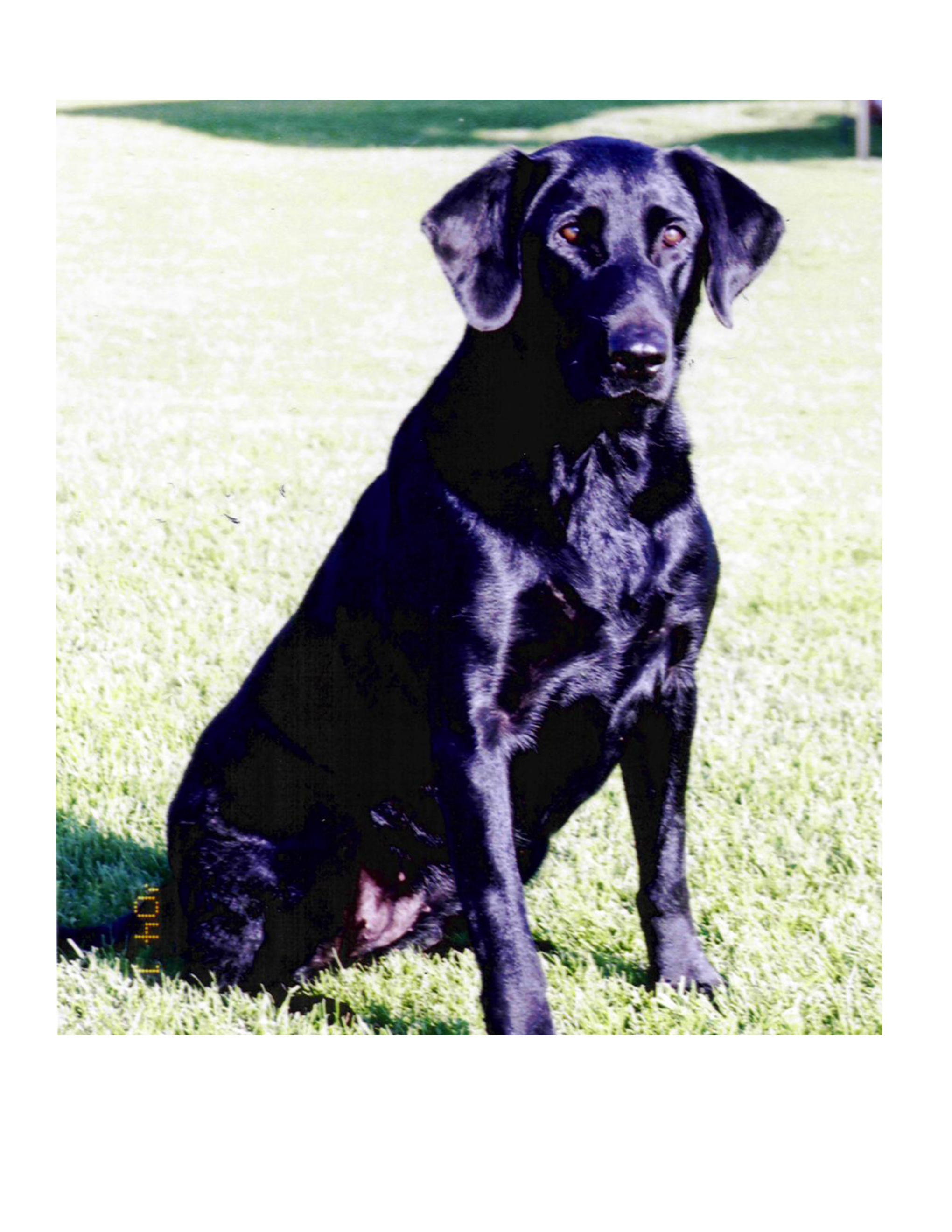 FC Timber Town Trifecta | BLK Labrador Retriver