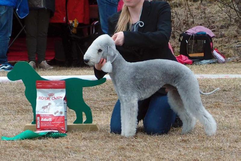 Galactic Defender Midwinter Moon | Bedlington Terrier 