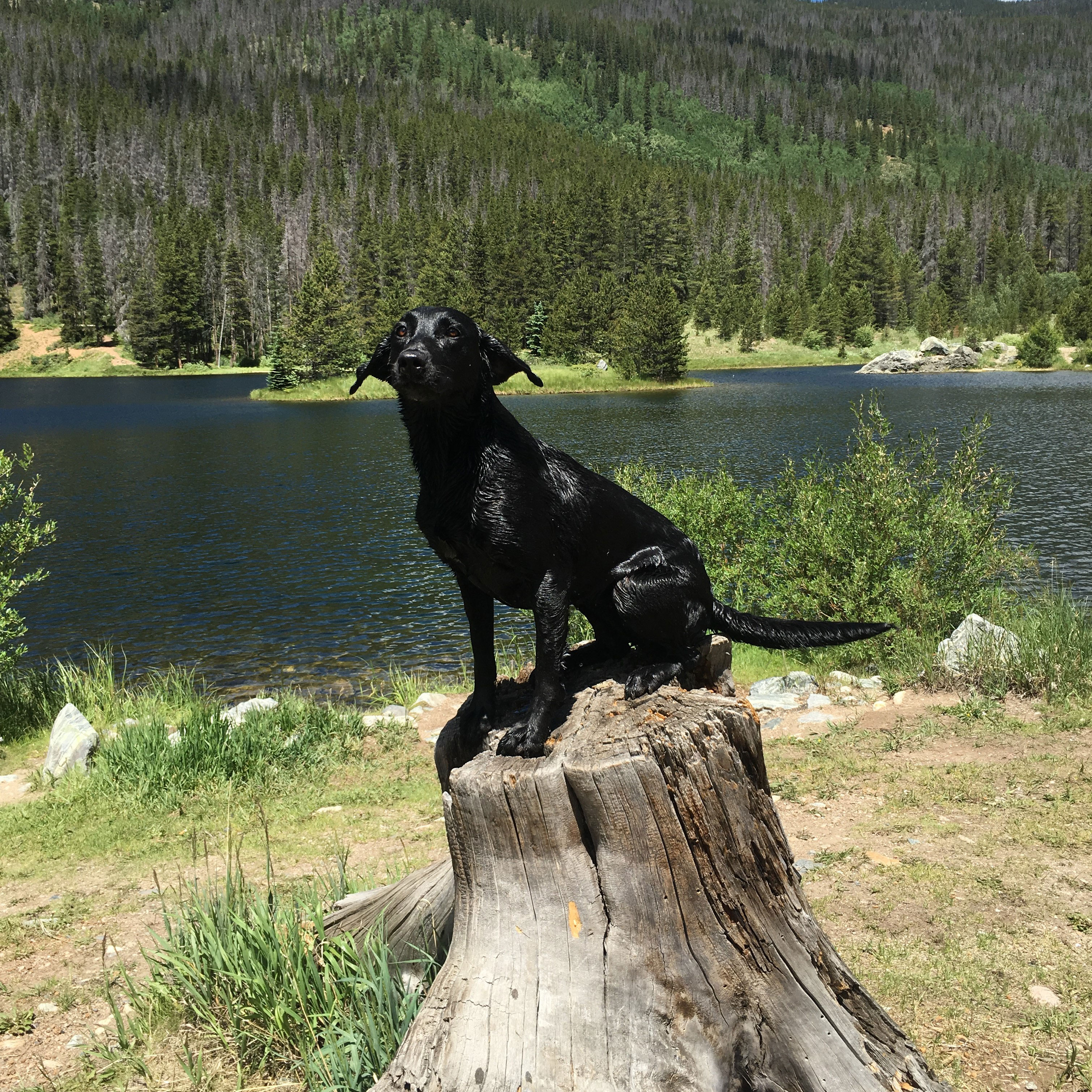 HRCH Crane Meadow's Platte River Firefly SH | BLK Labrador Retriver