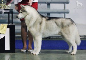 Kristari'S arctic magic ice | Siberian Husky 