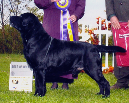 BISS AM BDA PR '97 World CH Tabatha's Rollick At Carowby CD JH CGC WC | BLK Labrador Retriver