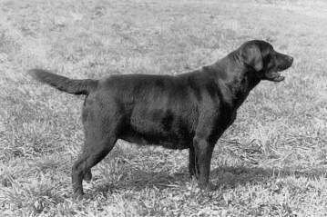 CH Tabathas Corker O Valleywood | BLK Labrador Retriver