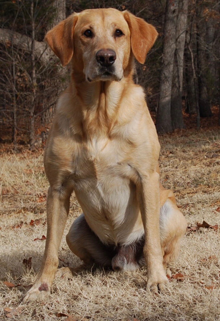 FC AFC Fish River's Out Of The Park | YLW Labrador Retriver