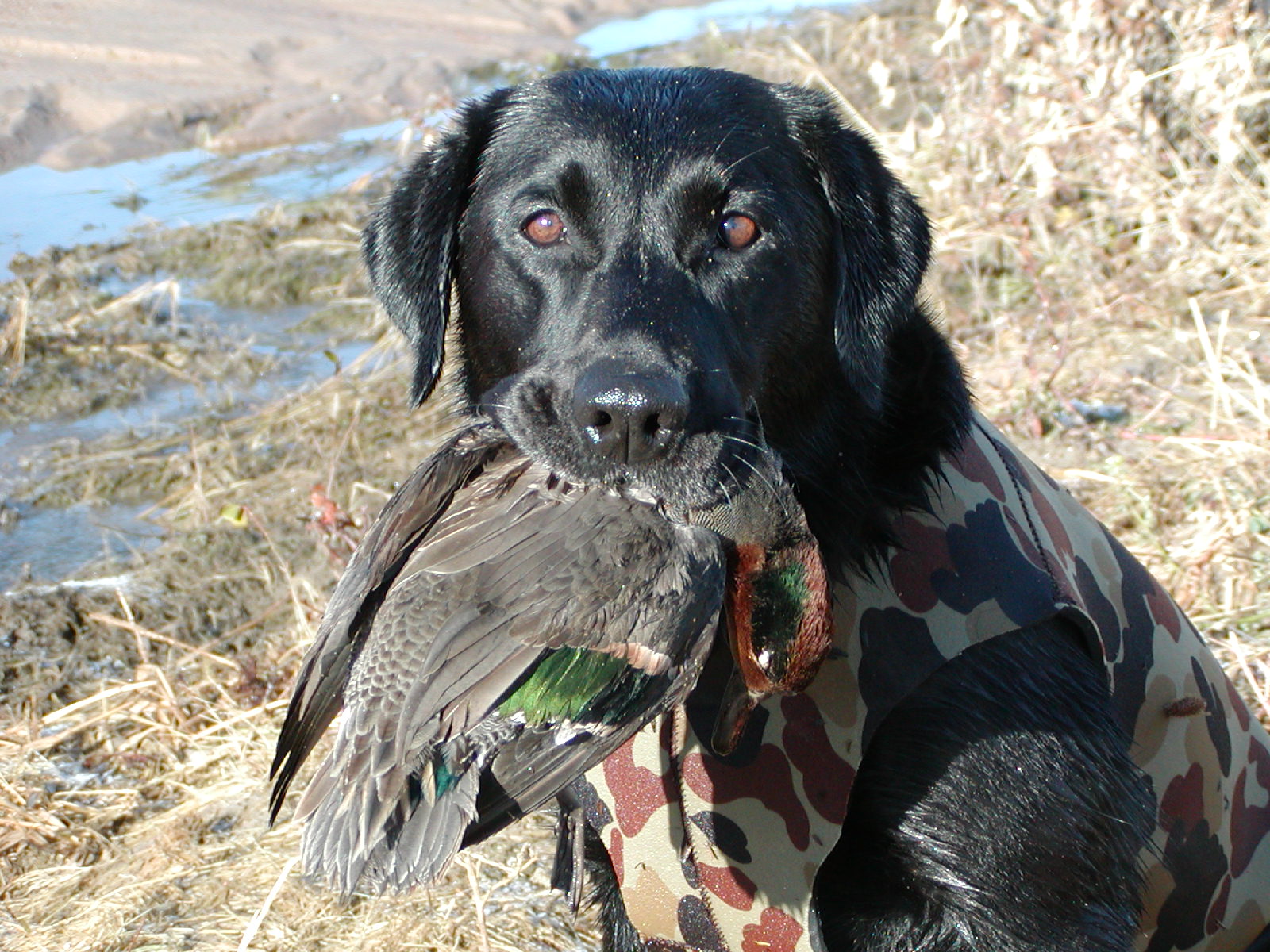 HRCH UH Atchafalaya Little Bigboy Roux | BLK Labrador Retriver