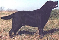 AM/CAN CH Beechcroft's Danish Skydiver | BLK Labrador Retriver