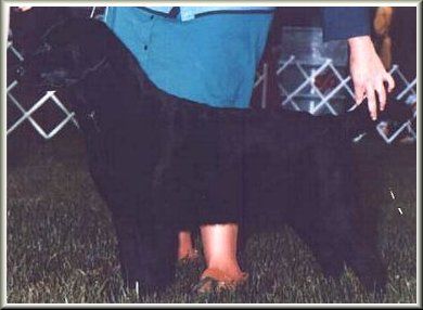 CH Beechcroft's Skylark | BLK Labrador Retriver