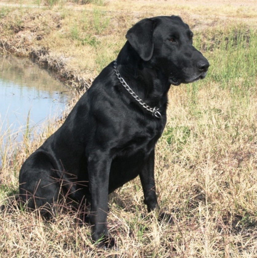 FC AFC CFC CAFC Jazztime Bluegoose's Skatch | BLK Labrador Retriver