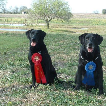 HiRollers All Or Nothin' | BLK Labrador Retriver