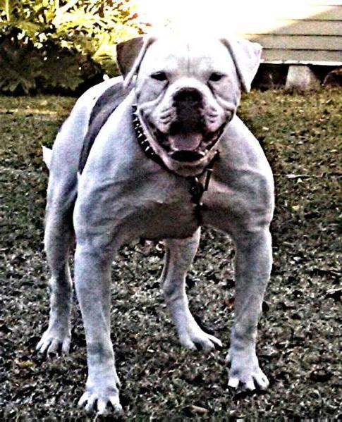 Darensbourg's Deuce of Paparazzi Kennels | American Bulldog 