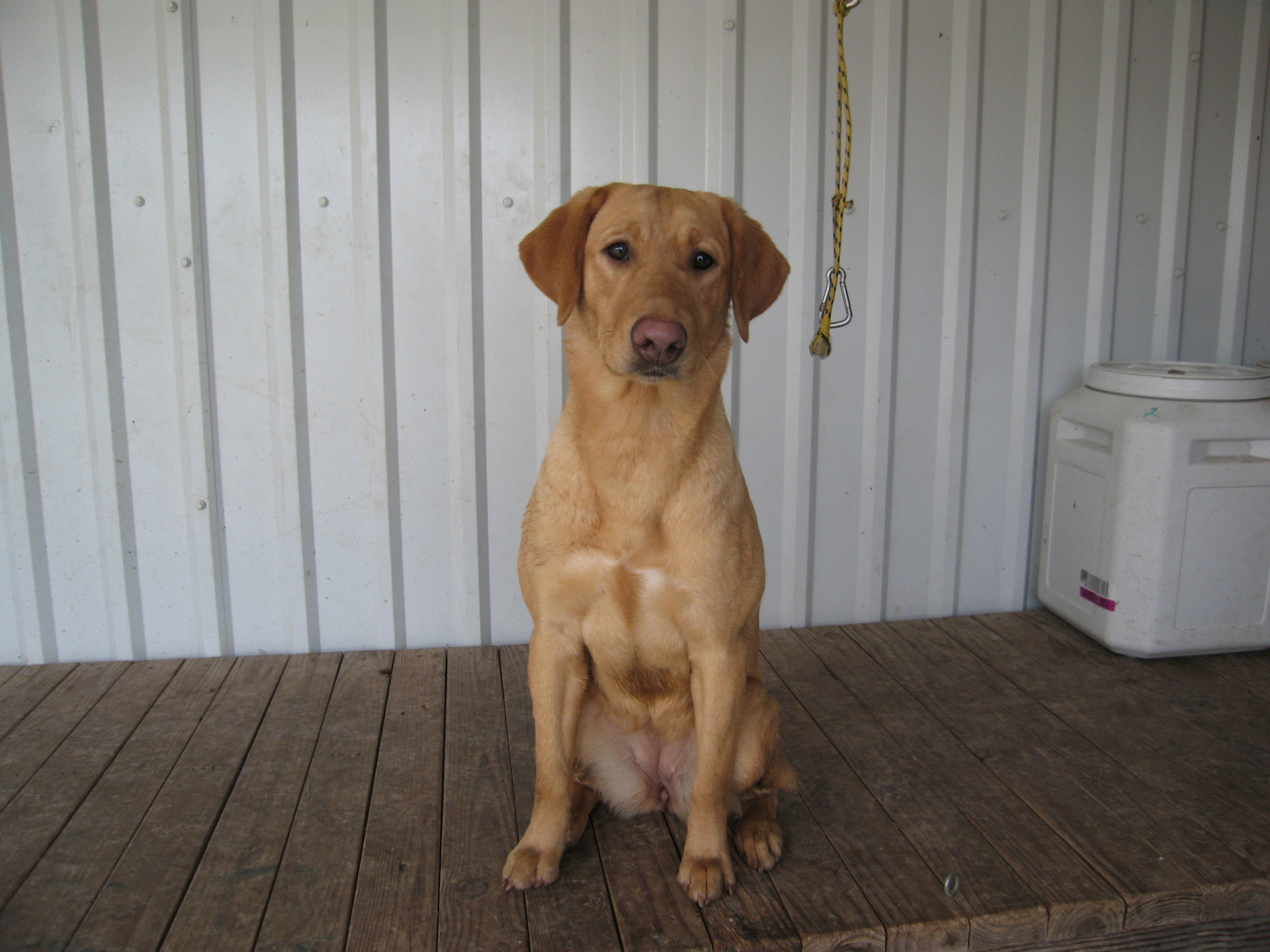 HR Lilly's In The Bayou | YLW Labrador Retriver