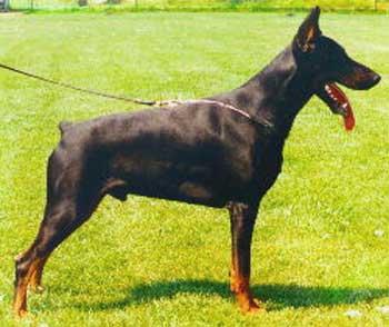 Zorba Les Deux Peupliers | Black Doberman Pinscher