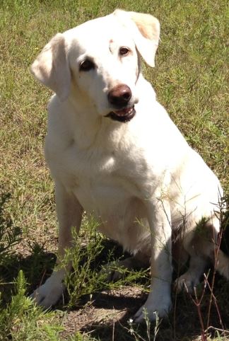 HRCH UH Crop Dusters Payoff Gal MH QAA | YLW Labrador Retriver